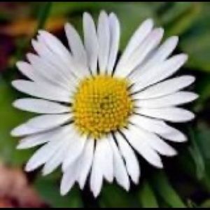 Meet your Posher, Daisy